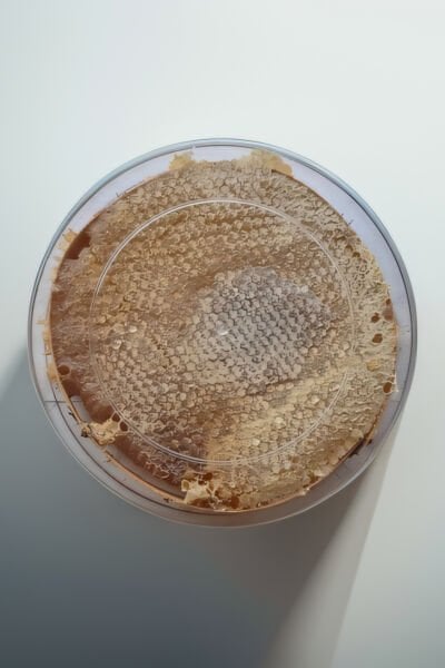 Karakovan Petek Balı 1kg